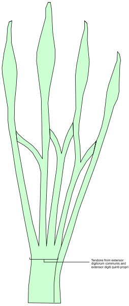 The image shows a diagram of an asparagus plant with its roots exposed to sunlight for photosynthesis.