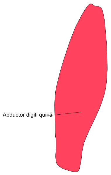 The image shows a red arrow pointing to an abductor digitus quinti on someone's hand with text above it that reads "abductori digitalis quantiti".