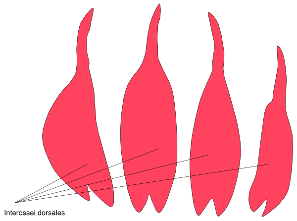 The image shows a diagram of fire with flames depicted as red lines against white background; it includes labels indicating "internos de doselas" (internal parts) at two points on each flame's left side, and an arrow pointing from one point to another labeled "intersección del fuego con la superficie," suggesting the intersection between a surface of fire with its internal structure.