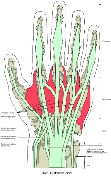 The image shows a detailed anatomical illustration of a human hand with various bones labeled on it against a white background.