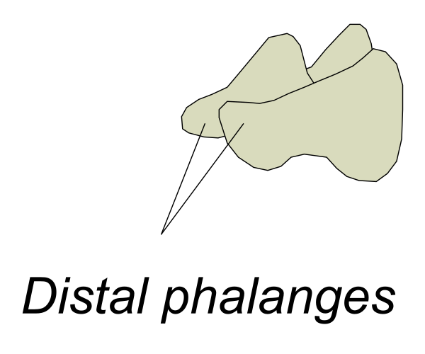 The image shows a simple line drawing of an object labeled "distan" with two lines pointing to it from other labels: one reading "DISTAL PHANGES."