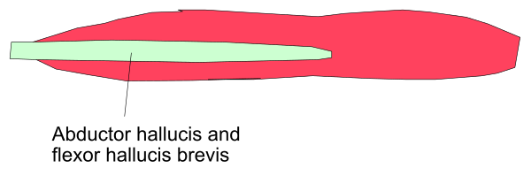 The image shows a red rectangle with text inside it that reads "abductor halucis" on top of an illustration depicting two human figures in space-like attire standing next to each other, one figure is holding what appears to be a small object or device near the head of another.