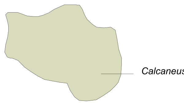 The image shows a map with two labeled areas: "Caucasus" on top left corner of Europe and another area in Central Asia to its right.