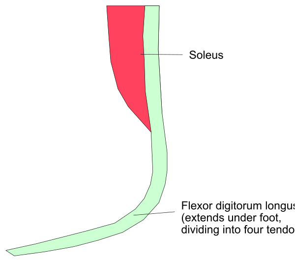 The image shows a diagram with labels indicating parts of an object: "soles," "fluxor diagnostum longo pedis" (longitudinal fluxus along foot), "flexor digitorium brevis" (short flexor tendon). It also includes the text "dividing into four toes."