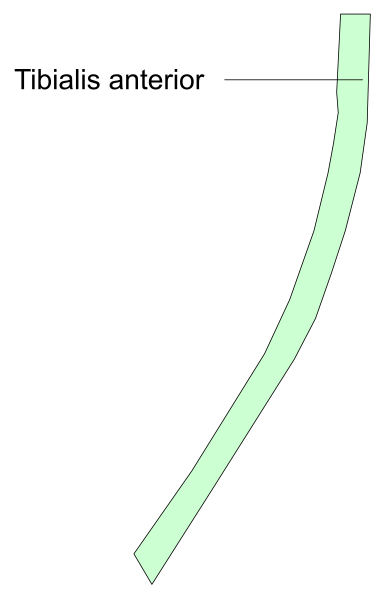 The image shows a simple line graph with two lines representing different data sets: "Tibialis anterior" on top of another labeled as an unidentified second set in black and white format against a gray background, indicating some form of comparison between these entities without providing specific details about them or their context.