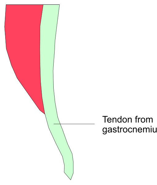 The image shows a simplistic diagram with two shapes: an irregular red shape labeled "tendon from gastrocnemii" on top of another greenish-blue curve that is partially obscured by the first, and both curves appear to be part of some sort of medical or scientific illustration.