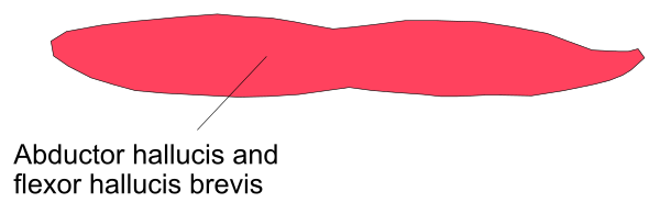 The image shows a text message with an overlaid red rectangle containing additional information about abductor hallucinosis in Latin: "Abductior Hallucinis."