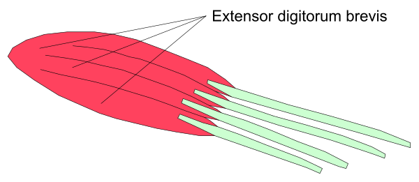 The image shows a diagram of an airplane with its wings extended flying over water under clear skies.