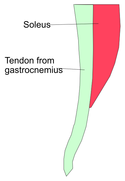 The image shows a diagram of human anatomy with labels indicating different parts: "SOLIUS," "TENDON FROM GASTROCNEMIUS."