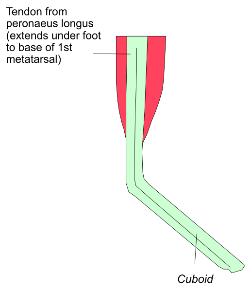 The diagram shows a cross section of an animal's leg with labeled parts: "tendon," "peroneus longus muscle extending under foot to base of 1st metatarsal." It is in black and white, indicating different layers within the limb such as bone tissue. There are no people or animals depicted; it focuses solely on anatomical structures related to a leg's musculature and skeletal system. The image does not depict any actions being performed by objects or individuals but rather provides information about animal physiology through its illustration of