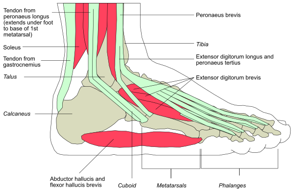 The image shows a diagram of human anatomy with labels indicating different parts such as "tongue," "extensor digitorum brevis muscle," "abductor hallucis muscles," "metarsals and phalanges." It also includes text that reads, "Terminator from Pesaurus breeds. Tongues of 10 feet long. Extensor Digitorum Brevis Muscle is red in color." The diagram appears to be educational or informative about human anatomy with a focus on the foot and toes. There are no people, animals
