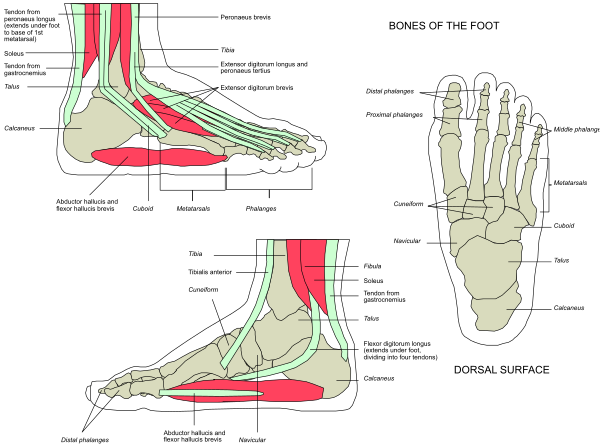 The image shows a diagram of human anatomy with labels indicating bones such as "femur," "tibia," "fibula" in one section; another part labeled "Skeleton of foot and toes"; and below that, there's a depiction showing the muscles involved.