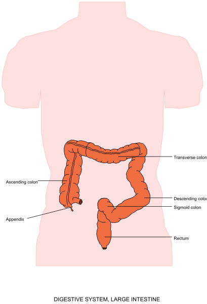 The image shows a diagram of an internal human digestive system with labeled parts such as stomach, colon, pancreas, liver, kidneys, small intestine, large intestine, appendix and rectum.