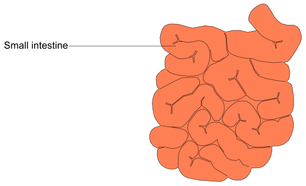 The image shows a diagram with labels pointing to different parts of an organism labeled as "small intestine."