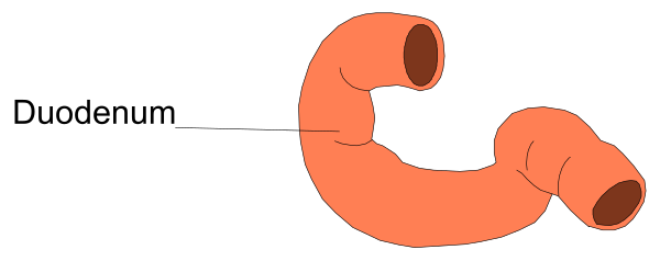 The image shows a red snail with two shells on its back crawling upwards towards an unseen source of light at the top right corner against a white background.