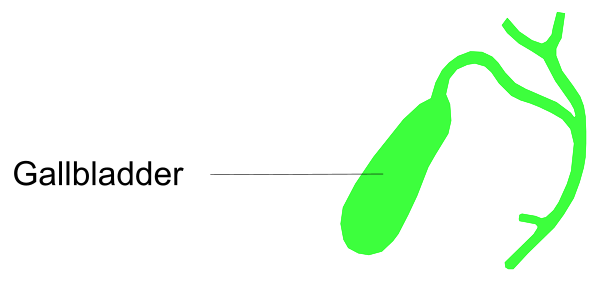 The image shows a green hand drawing of an ear with two eyes on it next to text that reads "Galladder."