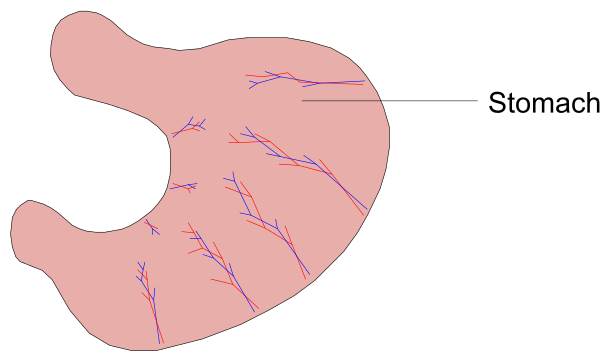 The image shows a diagram of an organ with arrows pointing to it from another part labeled "stomach."