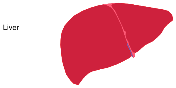 The image shows a red organ labeled "liver" with an arrow pointing to it from above on what appears to be a chart of human organs in shades of gray.