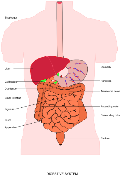 The illustration shows a detailed diagram of an adult human digestive system with labels indicating various organs such as liver, stomach, pancreas, small intestine, large intestine, rectum and colon, kidneys, bladder, spleen, heart, lungs, brain, tongue, teeth, eyes, ears, nose, mouth, skin. The diagram is color-coded to differentiate between the various organs with labels indicating their functions in digestion such as absorption of nutrients from food and water by small intestine; excretory function