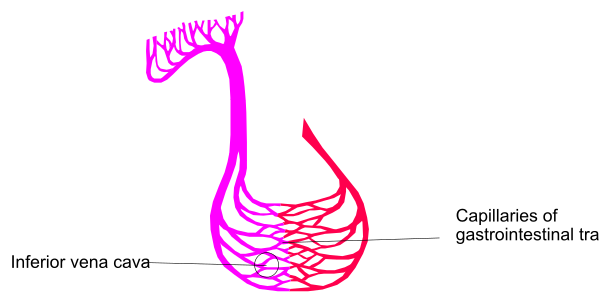 The image shows a diagram of an organ with text labels indicating its function within the body: "capillaries" for blood vessels that transport nutrients to cells in tissues; "vena cavernosa," which is part of the circulatory system responsible for erection and ejaculation.