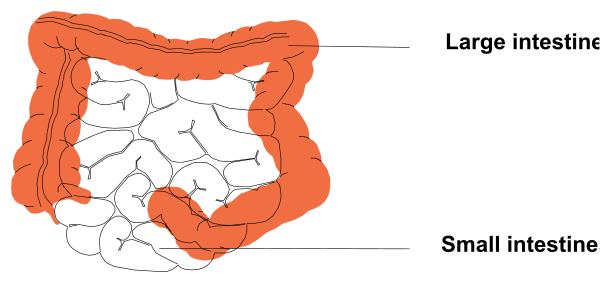 The image shows a diagram of an organ system with labels indicating different parts: "large intestine," "small intestine" (highlighted in red), and other unlabeled sections that represent various organs within the digestive tract, all set against a white background.