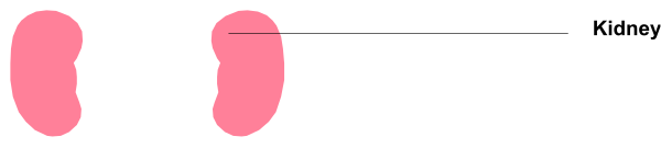The image shows a pink dot on each of three lines with text above them that reads "Kidney."