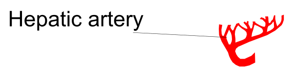 The image shows a text that reads "HEPATIC ARTERY" with an illustration of red reindeer antlers on top right corner against a grey background.