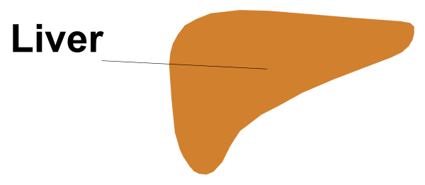 The image shows a simple drawing of an orange pill with text that reads "liver" next to it on top right corner.