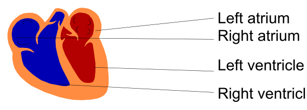 The image shows a diagram of anatomical structures with labels indicating different parts: "left atrium," "right ventricle," "heart valve."