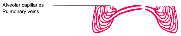 The image shows a red squiggly line with text above it that reads "Vascular capillaries" followed by an arrow pointing to another label below which says "Pulmonary veins".