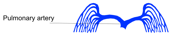 The image shows a blue line graph with labels "pulmonary artery" at top left corner indicating blood flow to lungs from heart.