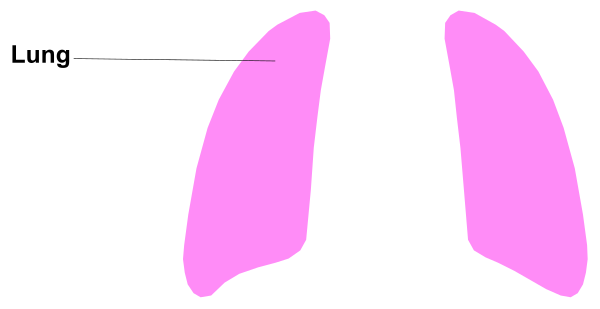 The image shows a pink outline of human lungs with labels indicating "left lung" on top left side and "right lung" below it in an educational context.