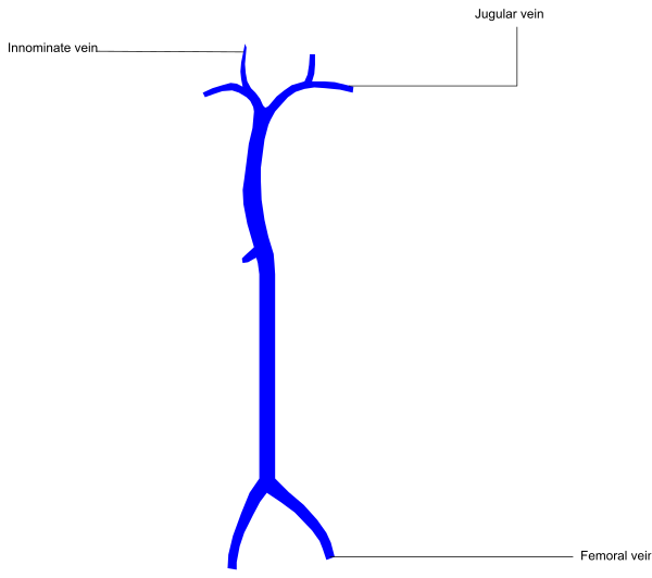 The image shows a diagram of human anatomy with labels indicating different parts such as "vena" pointing to veins in each limb labeled from 1 through 5 on both sides; it also includes terms like "innominatus," which is likely referring to bones, and the word "femur." There are no people or animals present. The setting appears to be a medical context given the anatomical diagrams. This image does not depict any actions being performed by objects in this clip-art style illustration of human physiology.