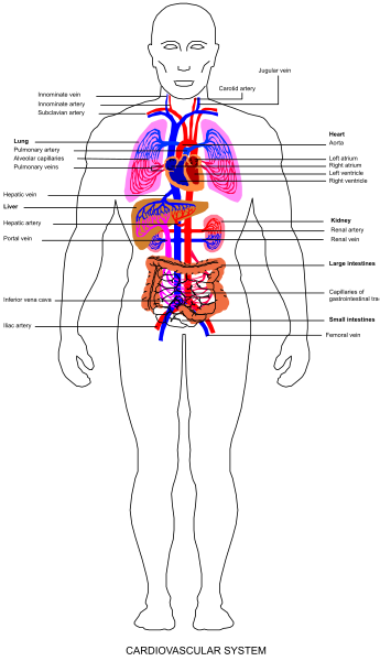 The image shows a detailed anatomical illustration of human body systems with labels indicating different organs such as heart, lungs, kidneys, liver, stomach, intestines, pancreas, spleen and other internal structures like bones, muscles, blood vessels etc., all depicted in grayscale.