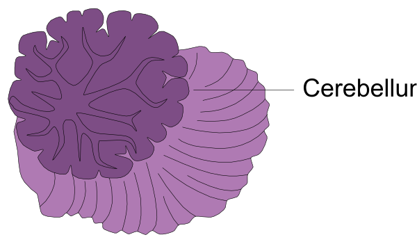 The image shows a purple brain with two lobes labeled "cerebrum" on either side of it against a white background.