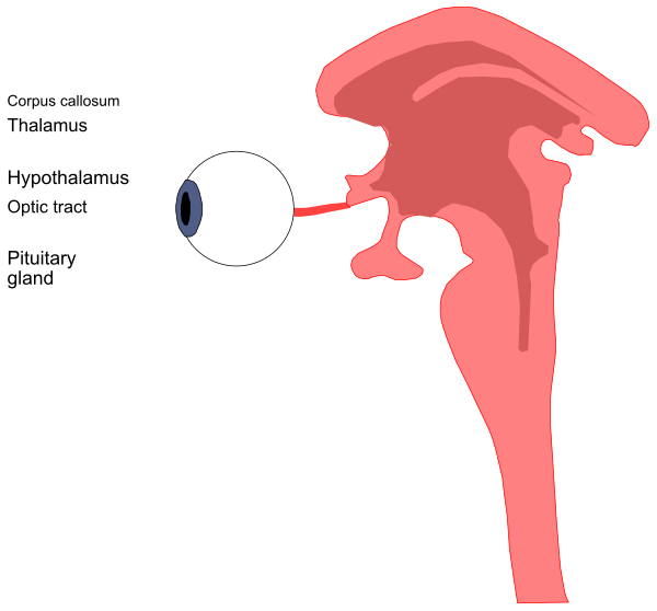 The image shows a diagram of an animal's head with various labeled parts such as "cerebellum," "thalamus," "hippocampal gyrus," "olfactory bulb," and other brain structures, along with labels for different functions like vision ("visual cortex") and smell. The image is educational in nature, providing a visual representation of the anatomy related to sensory perception within animal brains.