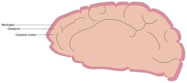 The image shows a brain with labels indicating different parts of it next to an illustration labeled "Cerebrum."