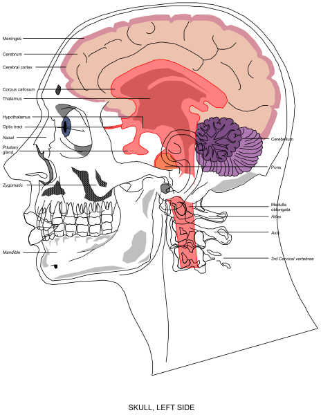 The image shows a detailed black and white illustration of an adult human head with labels indicating various parts such as brain regions like frontal lobe, temporal lobes, occipital lobe etc., cranial nerves including olfactory nerve (olfactory bulb), optic chiasm, trigeminal ganglion, facial nerve, glossopharyngeal nerve and vagus nerve. The image also shows the skull with left side of brain exposed to show internal structure like gyri and sulci, cerebellum at backside of head, sphenoid sin