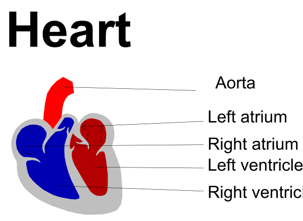 The image shows a diagram of anatomical parts labeled with their names: heart (red), atria (blue), ventricle (green).