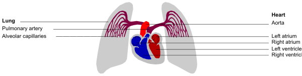 The image shows a diagram of an organ system with labels indicating different parts such as "heart," "lungs," "stomach" etc., along with their functions like breathing, digestion, circulation, excretion and reproduction in human body.