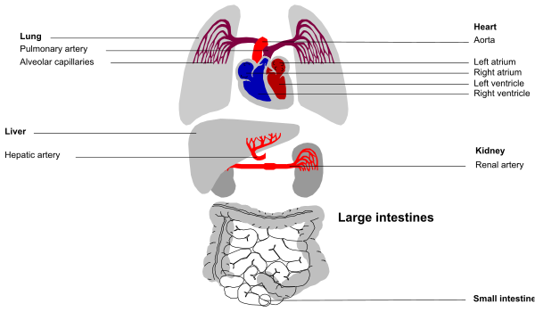The image shows a diagram of anatomy with labels indicating different parts such as heart, lungs, stomach, kidneys, liver, spleen, pancreas, large intestines, small intestine, and other internal organs in human body structure.