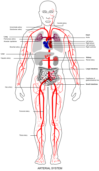 The image shows a detailed diagram of an adult human body with labeled organs such as heart, lungs, liver, kidneys, stomach, intestines, spleen, pancreas, brain, muscles and bones in red coloring.