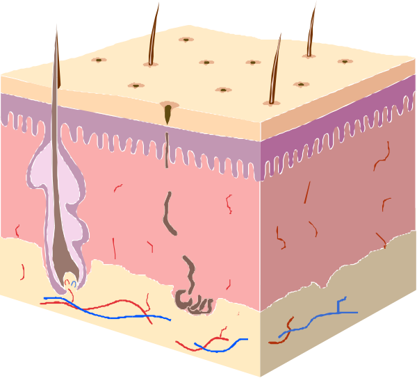 The illustration shows a cross section of skin with various layers visible: an outer epidermis layer, underlying dermal tissue containing blood vessels, sweat glands, hair follicles, and fat cells; beneath that is bone-like material which could be cartilage or connective tissues. There are also some blue lines indicating the presence of collagen fibers in a healthy skin area with no signs of inflammation or injury.