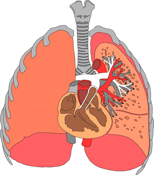 The illustration shows a detailed cross section of an adult human chest with internal organs labeled: heart (red), lungs (pinkish-orange) in two lobes on either side, trachea and bronchus leading to alveoli for breathing, esophagus running down the center behind spine.