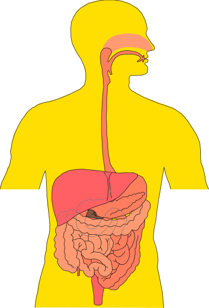 The illustration depicts a human figure with internal organs highlighted against an orange background; it is stylized to represent health education material about digestion.