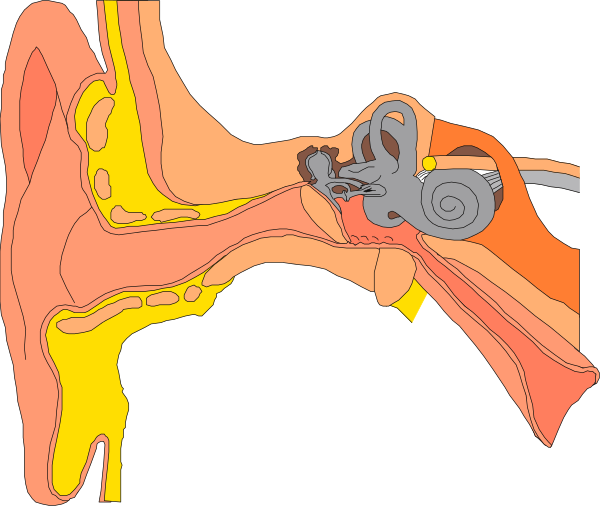The image shows a stylized illustration of an ear with two hearing aid devices inserted into it; there is no text present in this clip-art graphic.