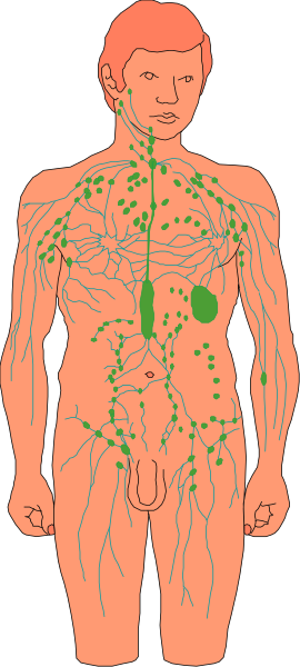 The image shows a detailed illustration of an adult human body with various organs labeled on it against a black background.