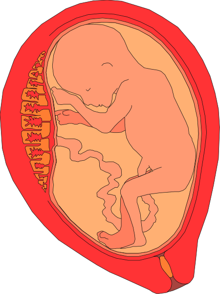 The image shows a cartoon depiction of an unborn fetus inside its mother's womb with visible umbilical cord coils around it; there is no text present in this clip-art illustration, which focuses on human reproduction and development within utero.