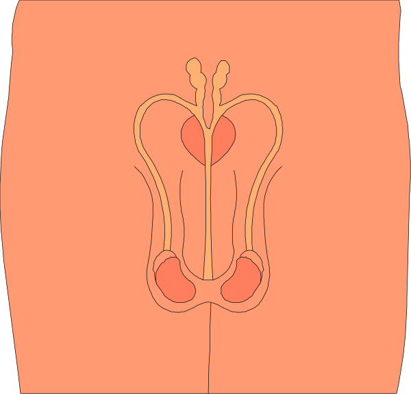 The image shows a graphic representation of an internal human reproductive system with organs labeled as "ovary" on each side at the bottom, connected by tubes to what appears to be fallopian tubes leading upwards towards two ovaries and uterus in pinkish-red color.