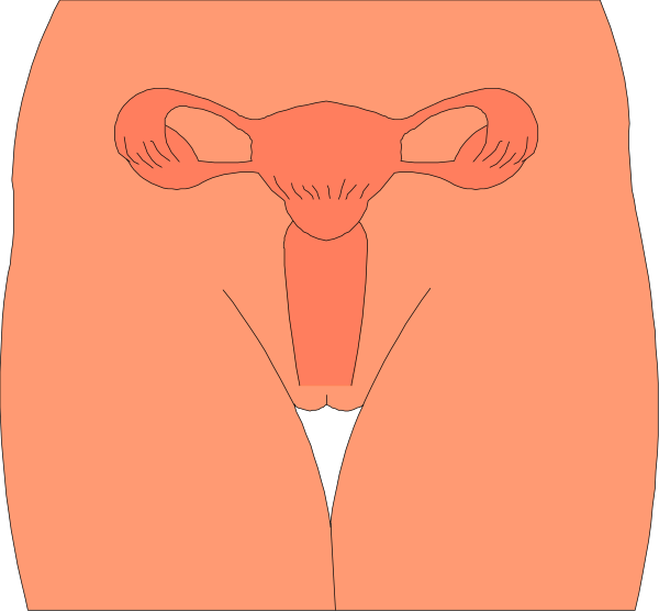 The image shows a graphic representation of two female figures with exaggerated features; both have red bodies that resemble anatomical cross-section revealing internal organs such as uterus and ovaries, one figure has her body facing forward while another is shown from behind at three different angles: frontal view showing the cervix area in detail.
